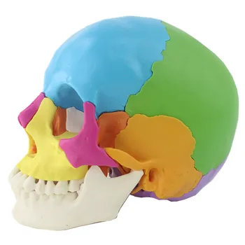 22 Части 1: 1 Цветная сборка в натуральную величину Анатомическая голова человека, Игрушечный череп, медицинская модель скелета, канцелярские принадлежности, разобранный череп