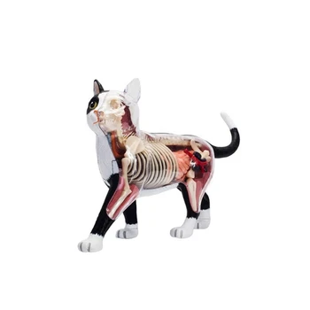 2X Анатомическая модель органов животных, 4D Игрушка для сборки интеллекта кошки, Обучающая Анатомическая модель, Научно-популярные приборы DIY