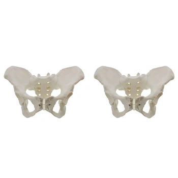 2X модель женского таза в натуральную величину, модель бедра - модель женской анатомии, модель тазовой кости, Женская анатомическая модель