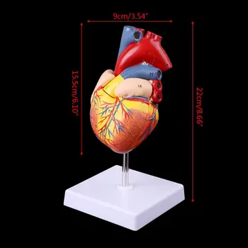 3 Вида Медицинского Реквизита Модель 1:1 Бесплатная Почтовая Оплата Разобранная Анатомическая Модель Человеческого Сердца Анатомический Медицинский Учебный Инструмент Оптом