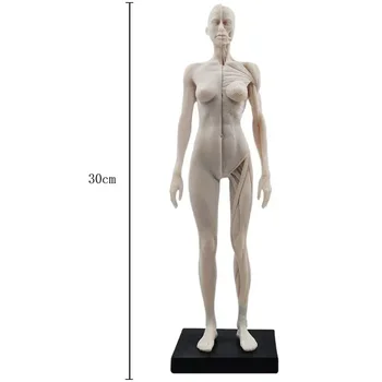 30 см Женская мужская Анатомическая фигура, Анатомическая модель, Анатомическая Кость черепа, медицинский художник, Рисующий Манекен, Шарнирный Манекен