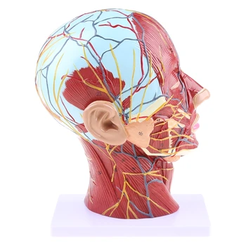Анатомическая половинка головы, Анатомия лица, Медицинский разрез шеи, Прямая поставка