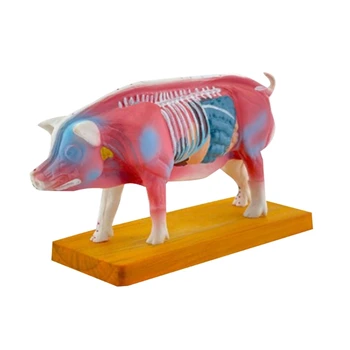 Модель Анатомии Свиньи G5AA для обучения Акупунктуре и Прижиганию, Модель Анатомии Животных Модель Анатомии Свиньи