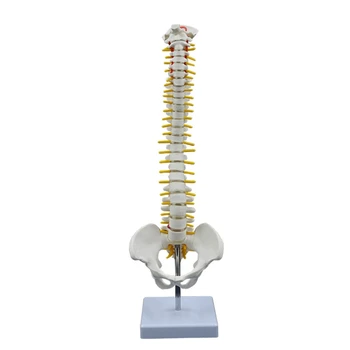 Модель позвоночника челнока для изучения анатомии, Медицинская лекция, показ нервов позвонков, мужской таз