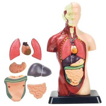 Модель человеческого тела Для детей, Многоцветная Пластиковая Анатомическая модель человеческого торса, игрушки, 8 шт, Съемная Анатомическая кукла с сердцем и органами.
