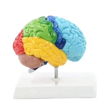 Правое полушарие мозга, модель человеческого тела 1: 1 для обучения студентов, модель сборки учебного пособия.