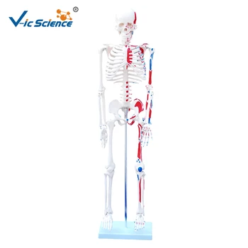 Прямая фабричная модель человеческого скелета 85 см в натуральную величину с нарисованными мышцами
